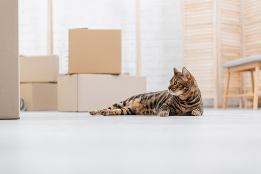 Surface level of bengal cat lying near cardboard boxes on floor.