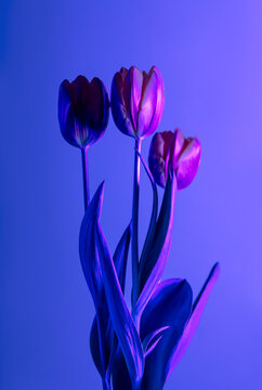 Fashion Photo of a Tulip