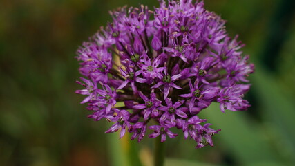 A beautiful Holland leek (Allium hollandicum)