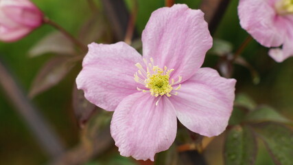 Beautiful Mountain Vine (Clematis Montana)