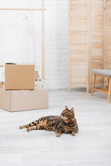 Bengal cat lying on floor near blurred cardboard boxes at home.