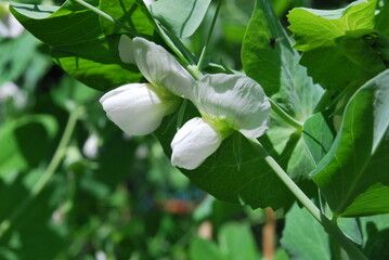 white pea flowers