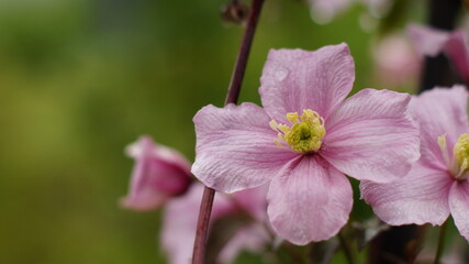 Beautiful Mountain Vine (Clematis Montana)