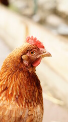 Glückliche Hühner in Freilandhaltung