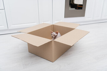 Sphynx cat sitting in cardboard box in kitchen.