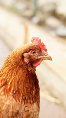 Glückliche Hühner in Freilandhaltung