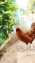 Glückliche Hühner in Freilandhaltung