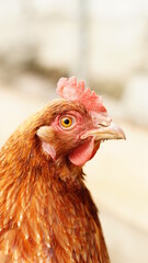 Glückliche Hühner in Freilandhaltung