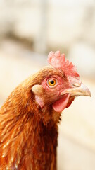 Glückliche Hühner in Freilandhaltung