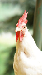 Glückliche Hühner in Freilandhaltung