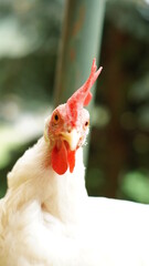 Glückliche Hühner in Freilandhaltung