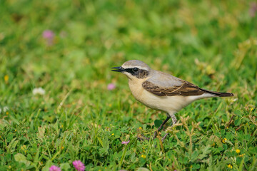 Northern Wheatear (Oenanthe oenanthe) perched on grass
