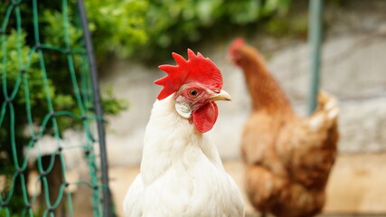 Glückliche Hühner in Freilandhaltung