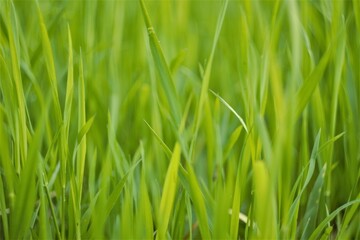 in the green grass