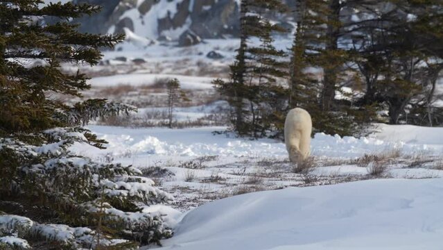 Polar bear runs over snowy landscape amongst trees, freezing weather