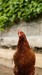 Glückliche Hühner in Freilandhaltung