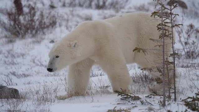 Adult polar bear walking in thick white snow; close tracking shot left