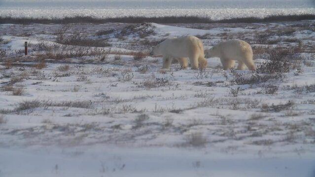 Polar bear family walking and foraging in snowy field; Manitoba, Canada