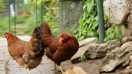 Glückliche Hühner in Freilandhaltung