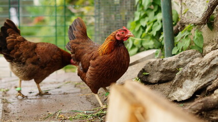 Glückliche Hühner in Freilandhaltung