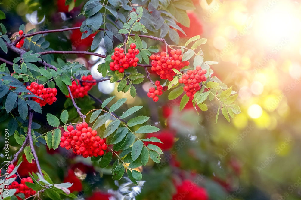 Wall mural red rowan berries in summer on a tree - Wall murals