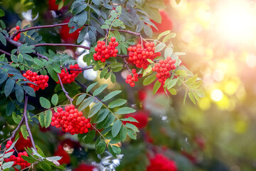Red rowan berries in summer on a tree - obrazy, fototapety, plakaty