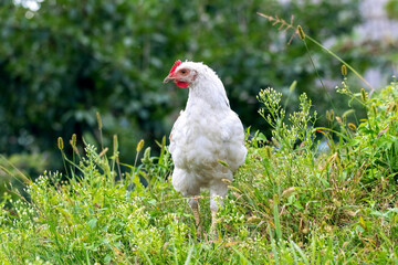 White  chicken in the garden among the green grass, breeding chickens on the farm