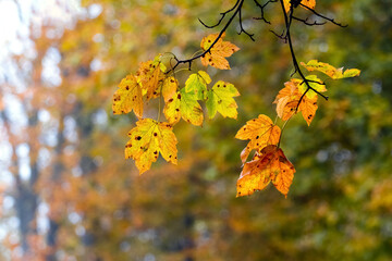 Colorful maple leaves on a tree in the autumn forest on a blurred background
