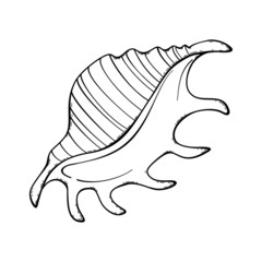 Sea shell. Vector doodle shells. Hand drawn isolated on white background.