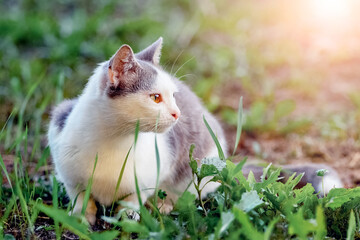 White spotted cat sits in the garden on the grass in sunny weather