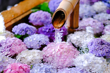 紫陽花の花手水 - obrazy, fototapety, plakaty