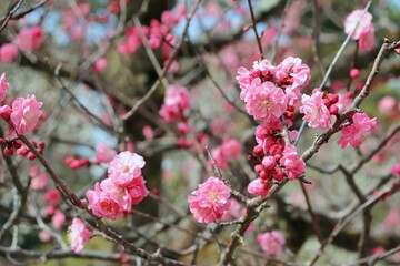 Plum flowers
