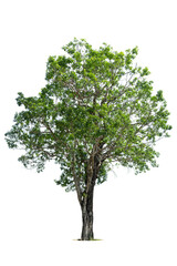 Obraz premium Trees isolated on white background, tropical trees isolated used for design, advertising and architecture