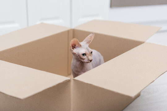 Sphynx cat sitting in blurred carton box in kitchen.