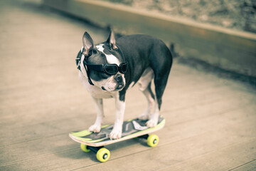 The Boston Terrier dog rides a long board, goes very fast with speed on a skateboard in sunglasses...