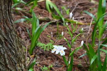 シャガの花と蕾