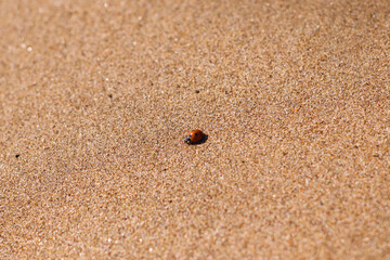Ladybug on the sandy beach