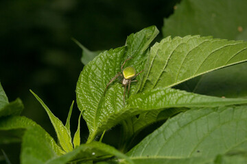 様々な顔姿のクモたち
