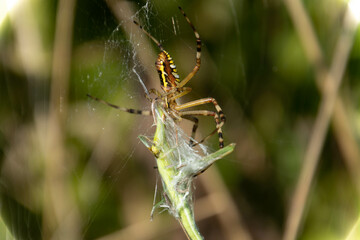 様々な顔姿のクモたち