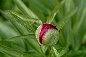 Bourgeon de pivoine au printemps.
