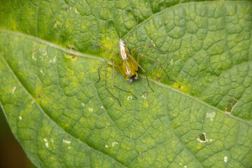 様々な顔姿のクモたち