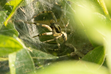 様々な顔姿のクモたち