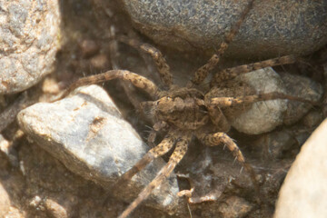 様々な顔姿のクモたち