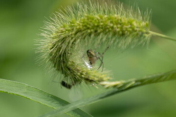 様々な顔姿のクモたち