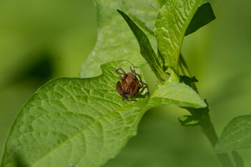 様々な顔姿のクモたち