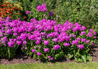 Gardening. Violet Phloxes flowers Polemoniaceaein the garden
