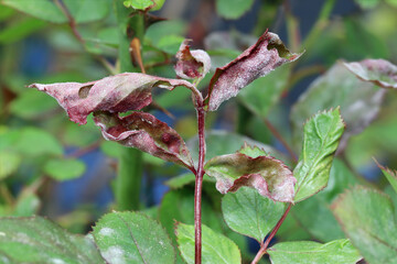 Fungal disease powdery mildew on a rose plant. White plaque on leaves and stems. Dry curled leaves....