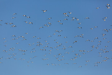 Flying seagulls