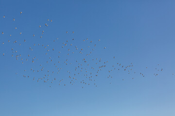 Flying seagulls
