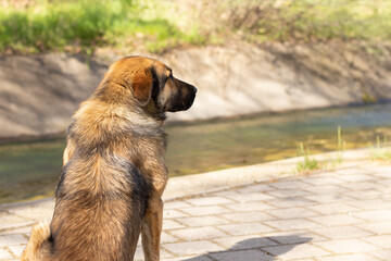 Calm dog sitting and thinking outdoors with blurred background with river and green grass. Male pet watching and sunbathing in nature in the spring season. A close-up. Selective focus.